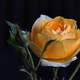 Orange Rose Macro