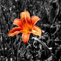 Orange Tiger Lily