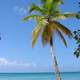 Palm Tree Standing on the Beach near the ocean