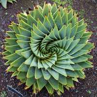 Phyllotaxis plant spiral