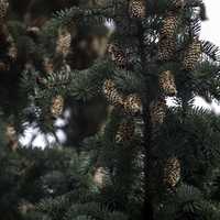 Pine Cones on the Tree