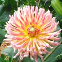 Pink Dahlia