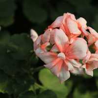 Geranium