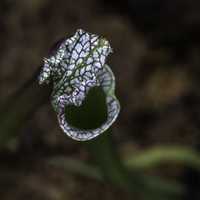 Pitcher plant closeup