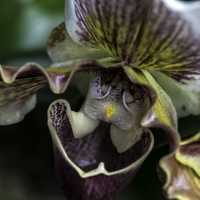 Pitcher plant with some water in it