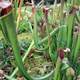 Pitcher Plant