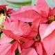 Poinsettia Plant