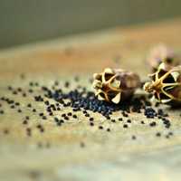 Poppy Plants and Seeds