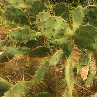 Prickly Pear Cactus