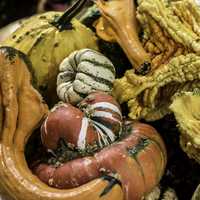 Pumpkin and Squash in a pile