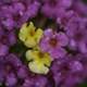 Purple and Yellow Flowers with water drops on them