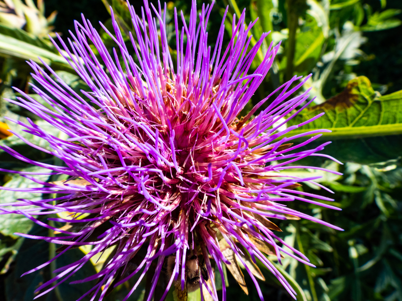 Purple flower with many long spiny petals image - Free stock photo ...