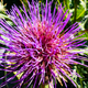 Purple flower with many long spiny petals