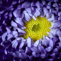 Purple Flower with Yellow Core