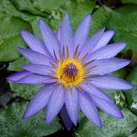 Purple Flower