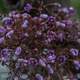 Purple flowers and buds