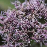 Purple Flowers Group with stringy lines