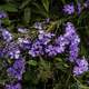 Purple flowers in the garden