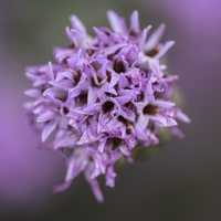 Purple flowers of the Appalachian Blazing Star