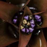 Purple Jewels in the middle of a red flower