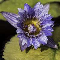 Purple Lotus Flower in Bloom on a Lily