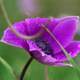 Purple Mountain Wildflower