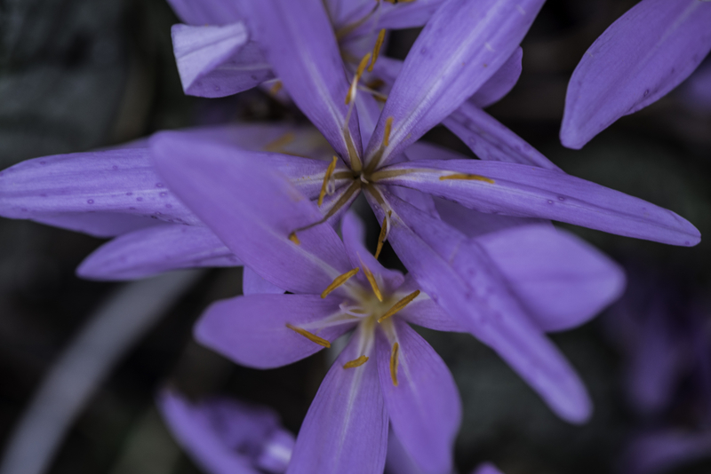 Purple Petals on blooming flowers image - Free stock photo - Public ...