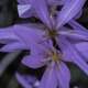 Purple Petals on blooming flowers