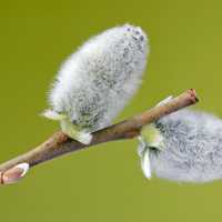 Pussy Willow on a branch