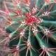 A barrel Cactus with red spikes