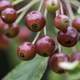 Red Berries on a plant