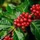 Red Berries on the branch with leaves