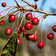 Red Berries on the branch