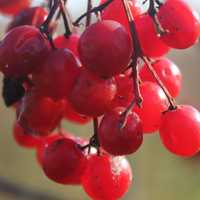 Red Berries