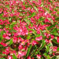 Red Flowers