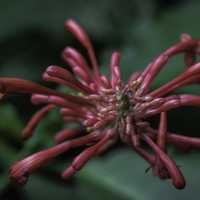 Red Flowers, seeds, and buds