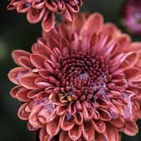 Reddish Flower with many flowers and water in bloom Macro