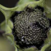 Seed Pod inside a flowering plant