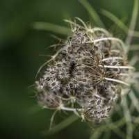 Seeds in a Wildflower Pod