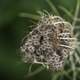 Seeds in a Wildflower Pod