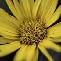 Small Bug on Yellow Flower Core