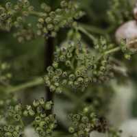 Small Seeds on a plant