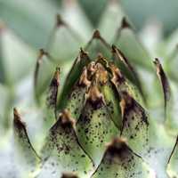 Spikey sharp plant core