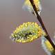 Spring Willow in Bloom