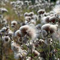 Thistles and flowers in the field