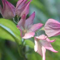 Tropical Bleeding Heart