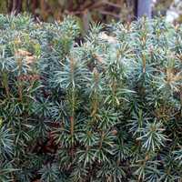 Upright Japanese Yew