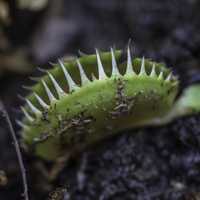 Venus Fly Trap Close-up