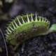 Venus Fly Trap Close-up