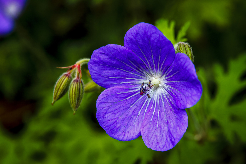 Violet Flower image - Free stock photo - Public Domain photo - CC0 Images